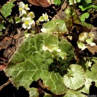 Begonia tenera Dryand.